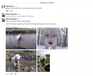 Pictures of muddy dogs on Slack